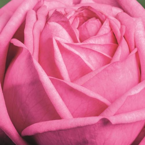 Rosa Romina® - intenzívna vôňa ruží - Stromkové ruže s kvetmi čajohybridov - ružová - Hans Jürgen Eversstromková ruža s rovnými stonkami v korune - -